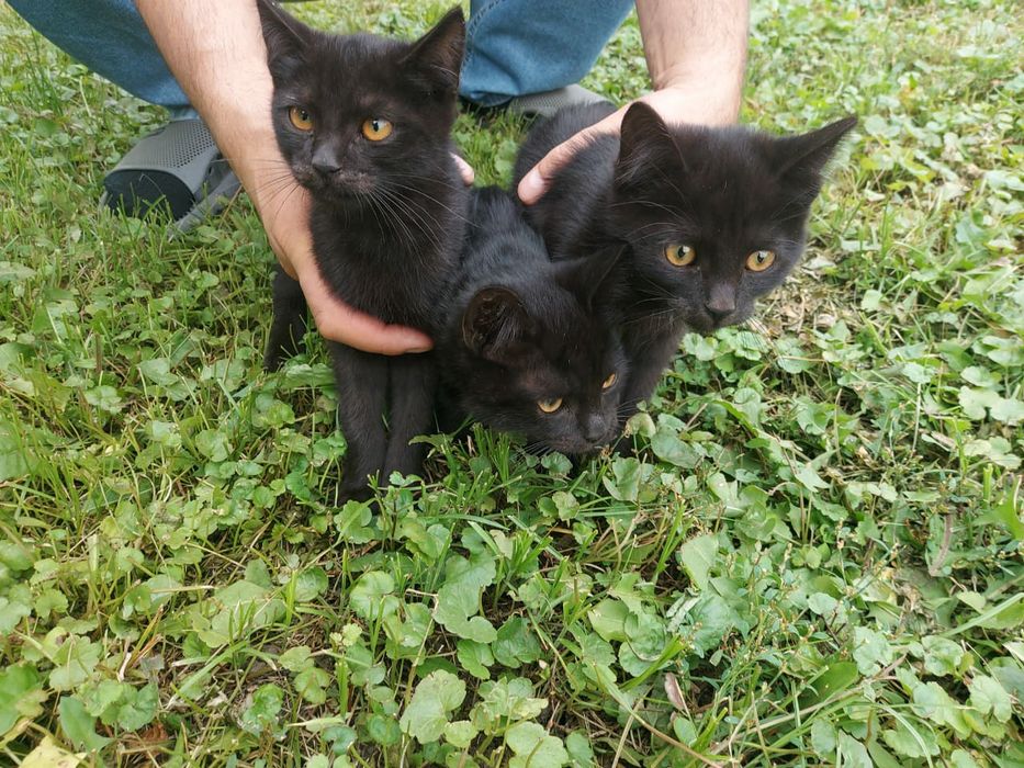Котята короткошёрстные черные