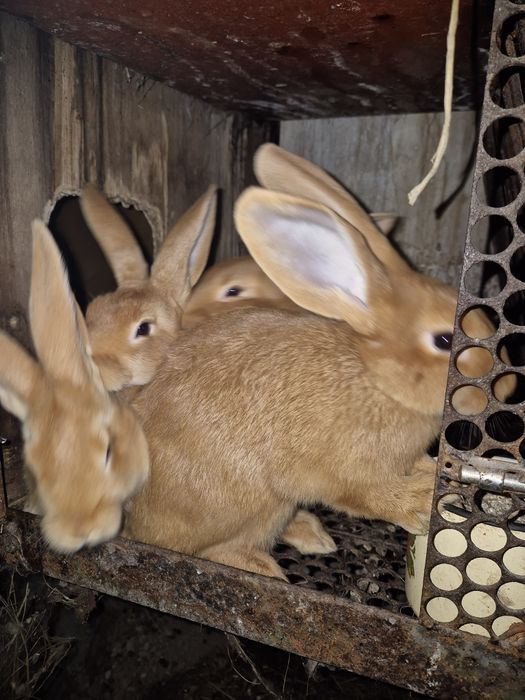 Продам кроликов,1мес,2мес,3мес.