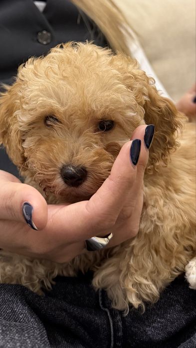 Той пудель, девочка 2,5 месяца