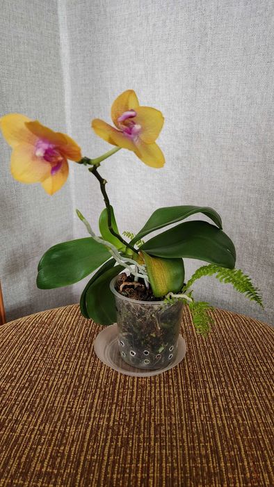 Продам орхидею Sogo Lawrence