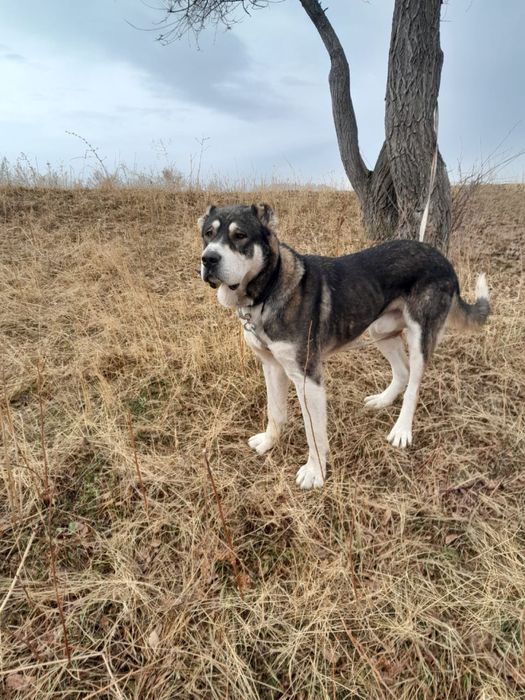 Среднееазиатская овчарка