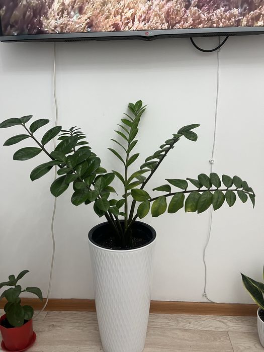 Доллар гүлі сатылады