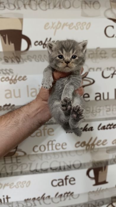 Shinshila mushukchalarimiz