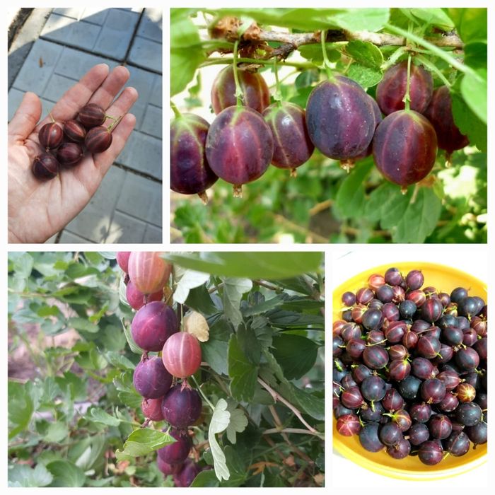 Саженцы чёрной смородины.