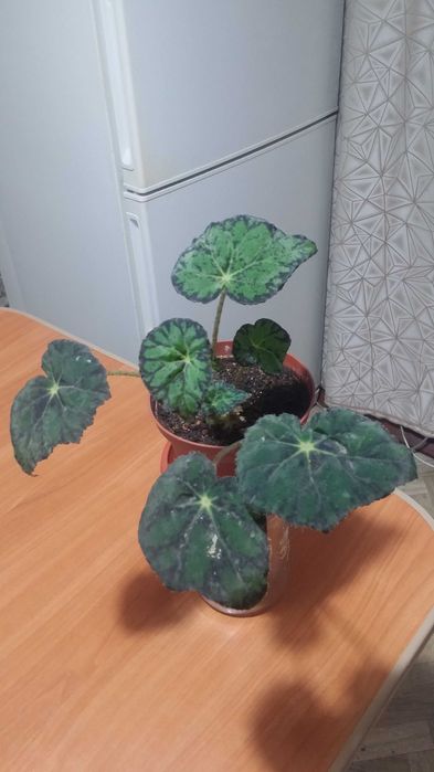 Бегония Бауэра тигровая