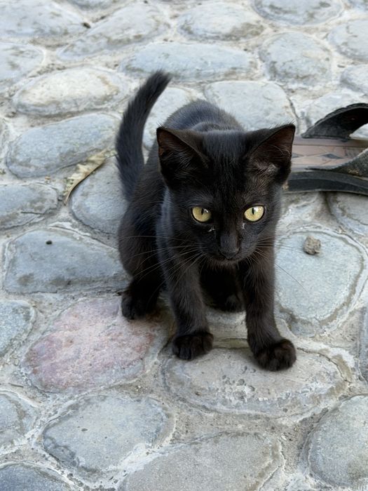 Котята черные в добрые руки