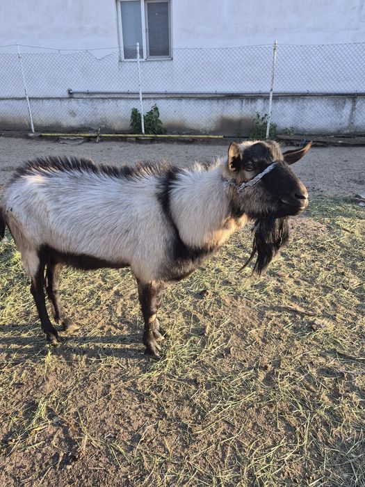 Vand tap de vânzare din capra de 6l de lapte