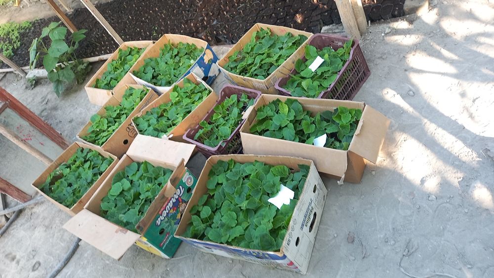 Павлония нихолчалари сотувда шангтон Фте М1 навлари бор