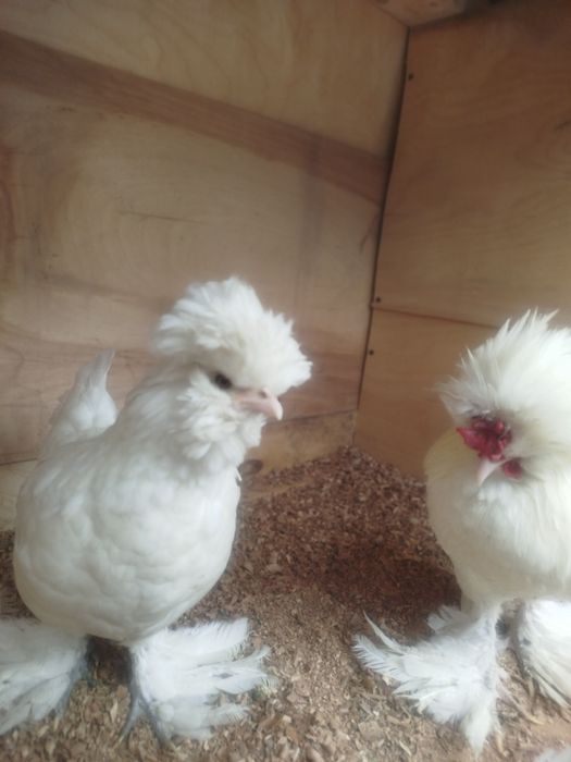 Продам Султанки пара