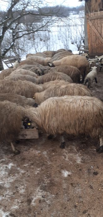 Oi fătate 10-15 bucăți