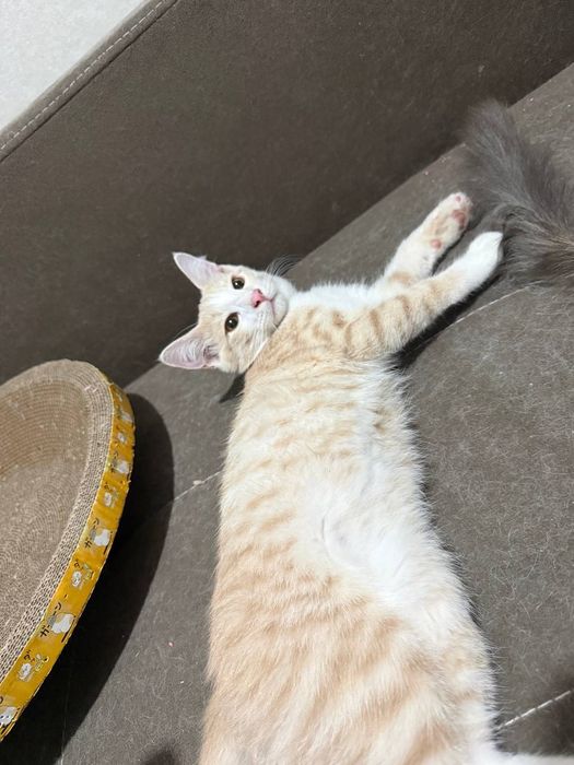 Котенок Персик 3 месяца, домашний