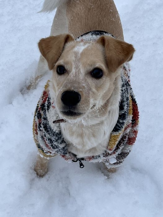 Девочка Молли ищет дом