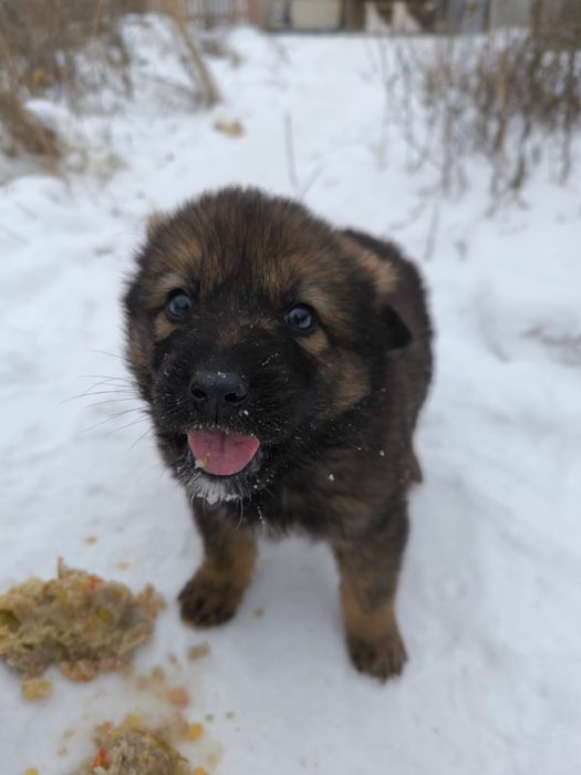 Отдам щенят в добрые руки