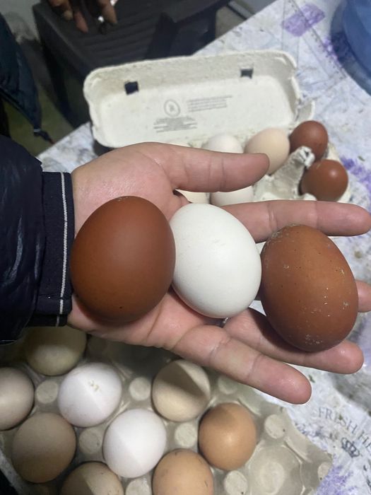 Ouă Marans și Australop