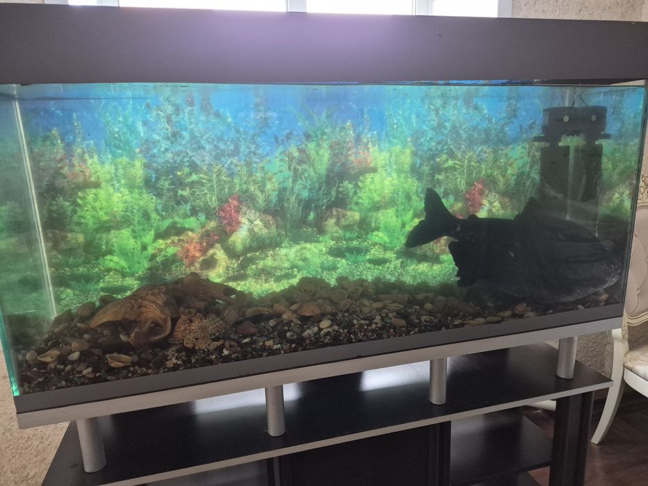 Продам аквариум на 450 литров с пираньей Паку
