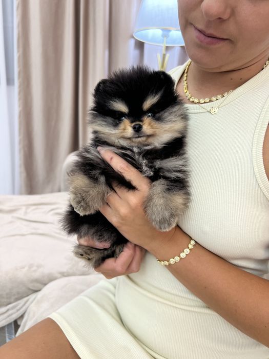 Pomeranian femela - extra mini - unicata in Romania