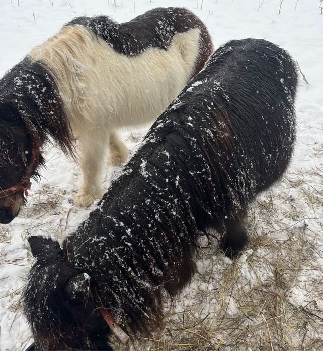 Vând poneițe talie mica