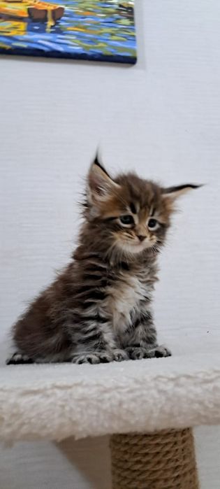 Котята Мейн куна мальчики и девочки