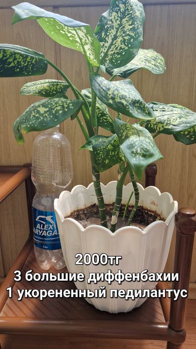 Диффенбахия, драцена, фикус Бенджамина