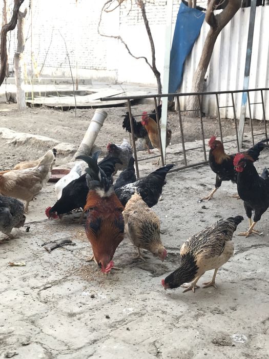 товук ва хурозлар сотилади