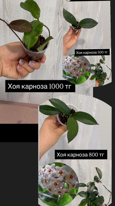 Цветы комнатные рвзные