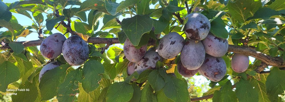 Vand prune de masa sau pentru tuica