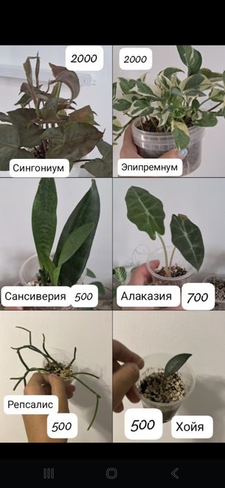 Цветы домашние разных видов хойи и.т.д   и.т.п