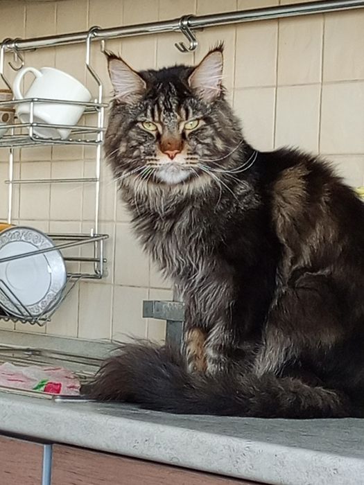 Мейн-кун, кастрирован.