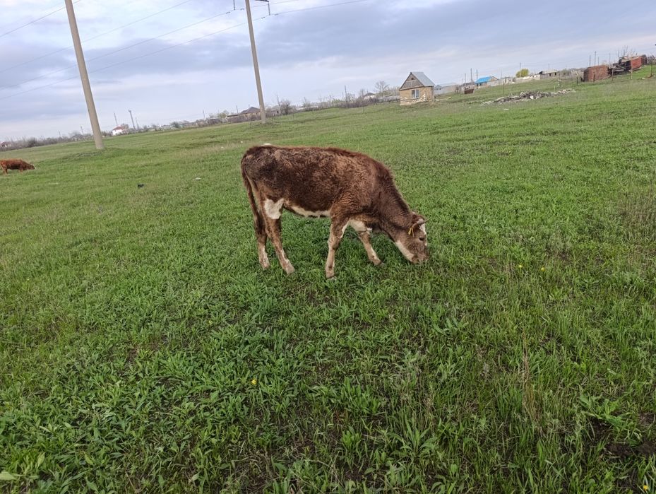 Продам телку 2 года