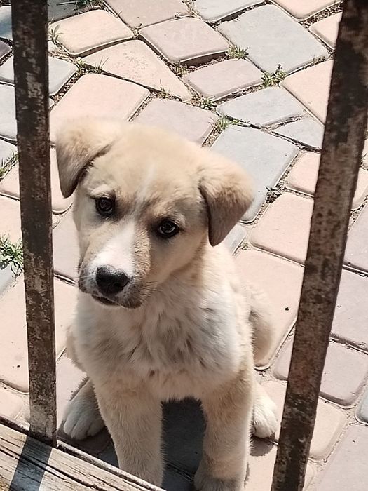 Присмотр за домом, дачей