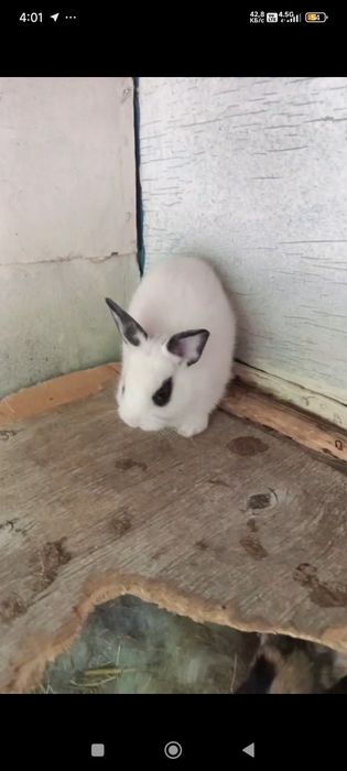 Карлик куёнлар сотилади