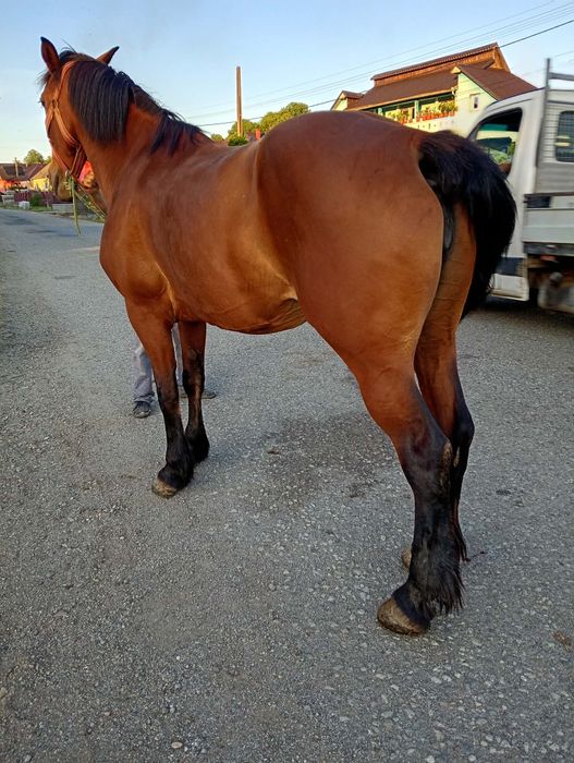 Vând iapă de 7 ani