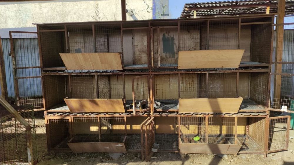 Продам кроликав как бизнес