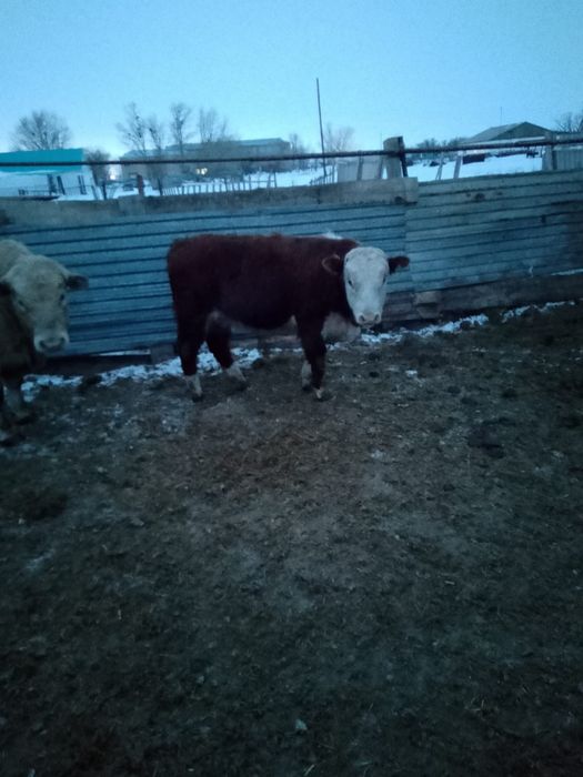 Бука сиыр баспактар сатылады.