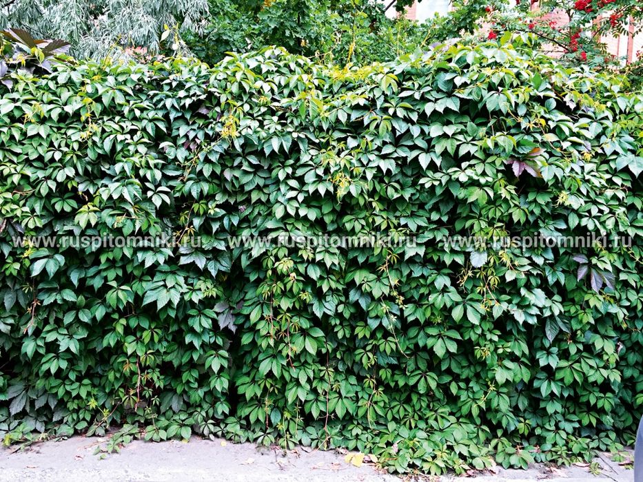 Саженцы тополя пирамидальный