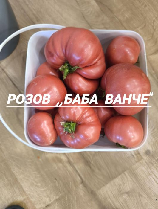 Разсад от стари нехибридни  сортове