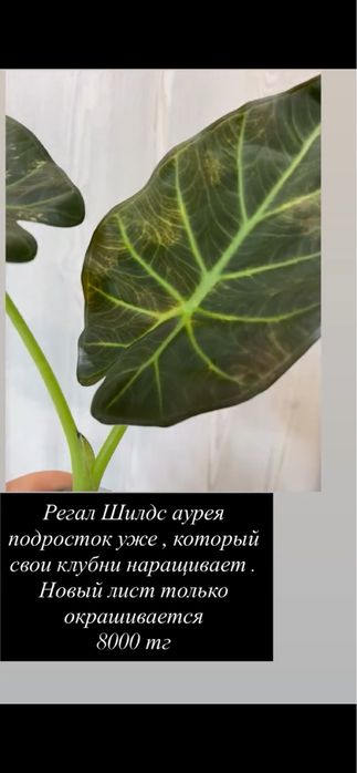Алоказии сортовые