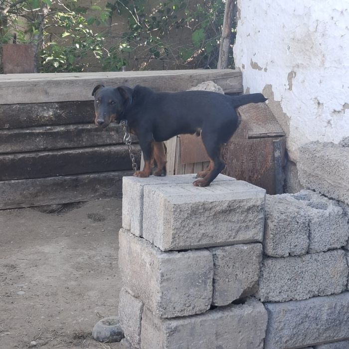 Собака яғдерер охотичный