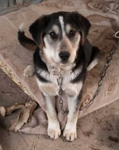 Щенок в доброе руки, девочка 4 месяца