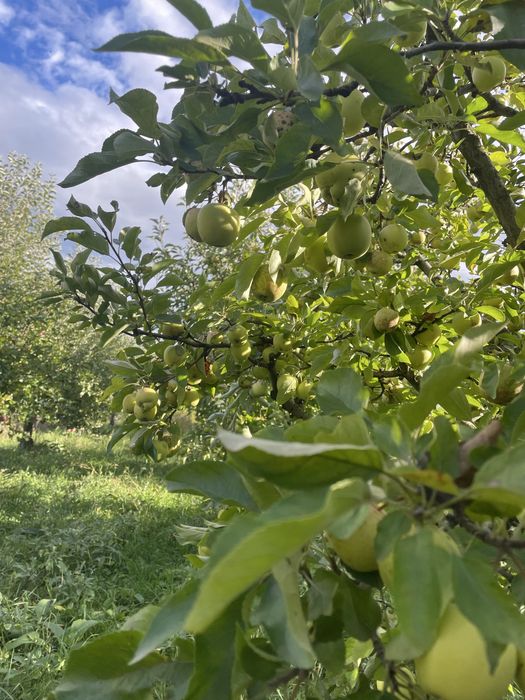 Vând mere pentru consum