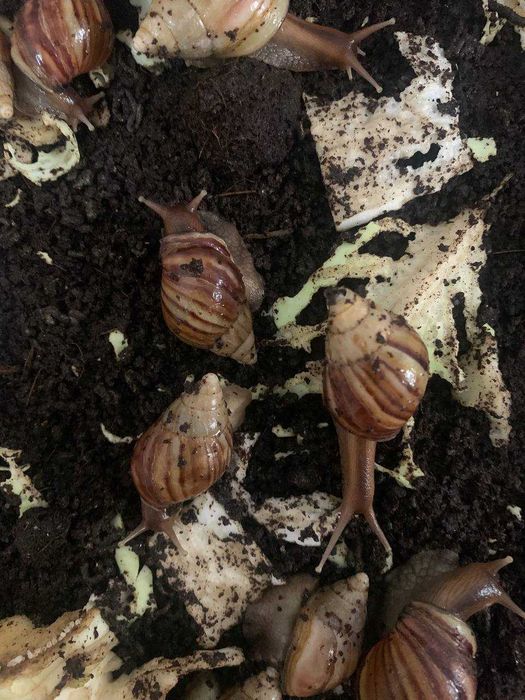 Ахатинские улитки