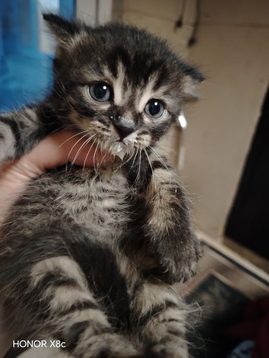Продам котят 1000т