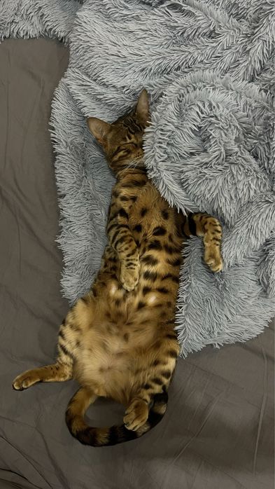 Бенгальский кот