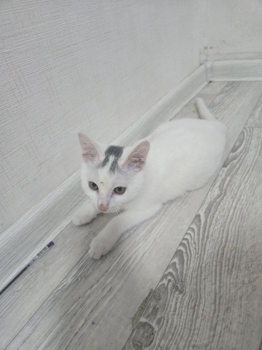 кошка 6 ай примерна