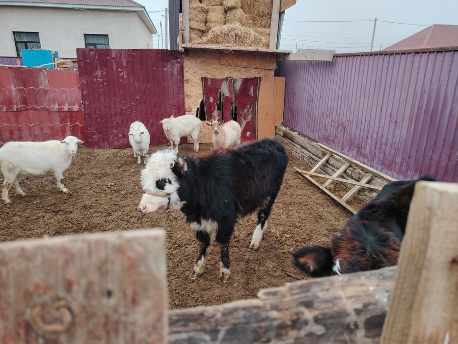 Баспақ сатыладыы