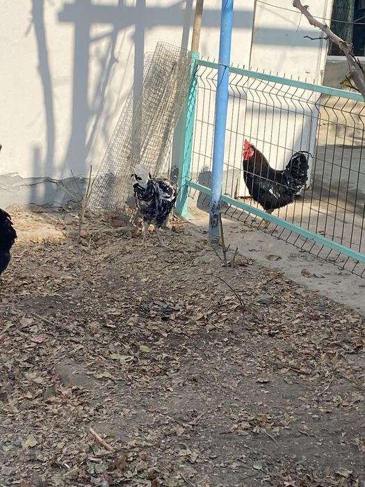 Домашние петухи