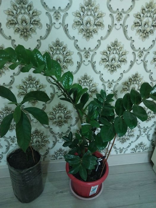 Очень красивые комнатные растения