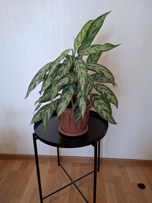 Цветы в горшках, аглаонема