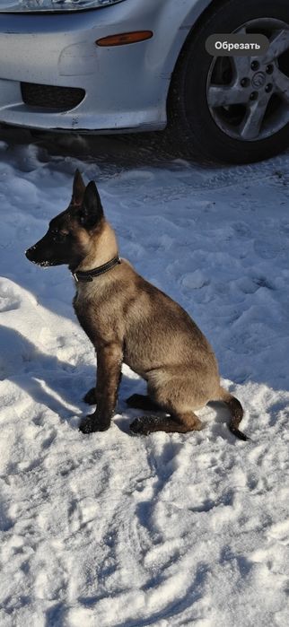 Бельгийская овчарка Малинуа