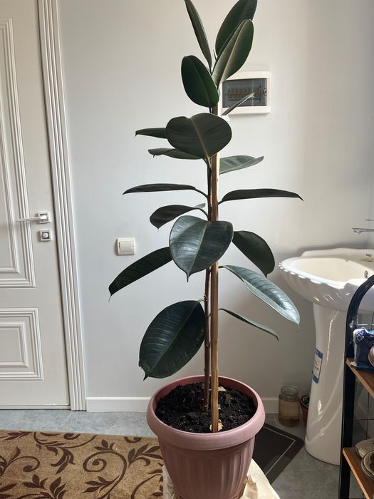 Продается комнатные цветы